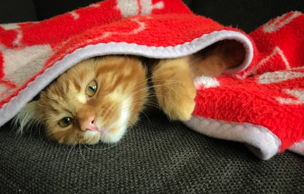 تصویر 3 از خرید و قیمت پتو مینک تک نفره + فروش عمده